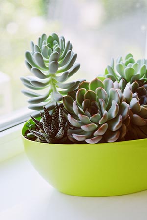 green bowl succulent