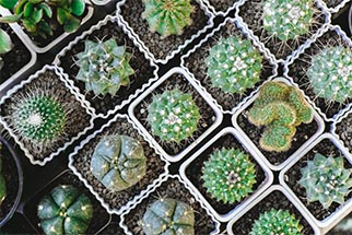 succulent squares