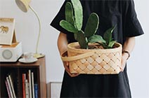 cactus in basket