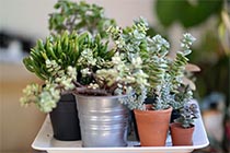 multiple succulent pots