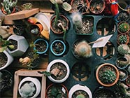 topdown view of succulents