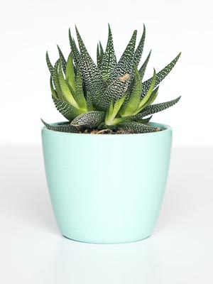 Light Blue Pot