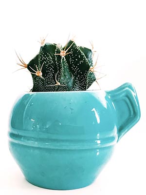 teal handle pot